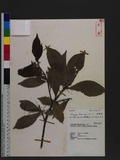 Sloanea formosana H. L. Li Uw