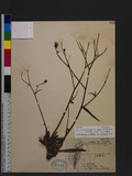 Picris hieracioides L. subsp. morrisonensis (Hayata) Kitamura ɤss