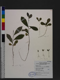 Glochidion philippicum (Cav.) C. B. Rob. ߻CYG