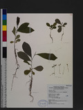 Glochidion philippicum (Cav.) C. B. Rob. ߻CYG