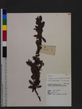 Pyracantha koidzumii (Hayata) Rehder OF
