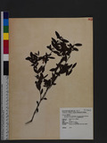 Rhododendron ovatum Planch. var. lamprophyllum (Hayata) Y. C. Liu, F. Y. Lu & C. H. Ou ZȪ