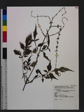 Salvia formosana (Murata) Yamazaki var. matsudae (Kudo) T. C. Huang & J. T. Wu 蕨葉紫花鼠尾草