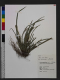 Carex sociata Boott JW