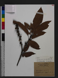 Lithocarpus harlandii (Hance ex Walp.) Rehder