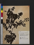 Eurya crenatifolia (Yamamoto) Kobuski 假柃木