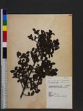 Eurya crenatifolia (Yamamoto) Kobuski a