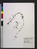 Lindernia anagallis (Burm. f.) Pennell wg