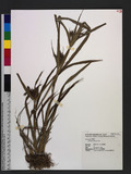 Cyperus javanicus Houtt.