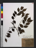 Murraya euchrestifolia Hayata s