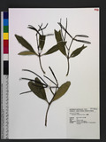 Anodendron benthamiana Hemsl. jA