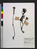 Artemisia morrisonensis Hayata Ӹs