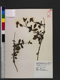 Centratherum punctatum Cass. subsp. fruticosum (Vidal) Kirkman ߻s