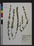 Spiraea prunifolia Siebold & Zucc. var. pseudoprunifolia (Hayata) Li 