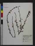 Prunus taiwaniana Hayata s