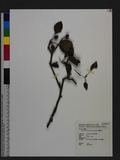 Pyrus taiwanensis Iketani & Ohashi 臺灣野梨