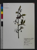 Prunus campanulata Maxim. s