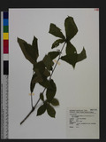 Quercus glandulifera Blume var. brevipetiolata (A. DC.) Nakai TLR