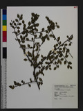 Cotoneaster subadpressus T. T. Yu 高山栒子