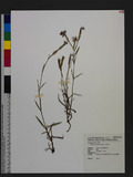 Dianthus pygmaeus Hayata ɤsۦ