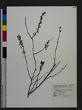 Spiraea prunifolia Siebold & Zucc. var. pseudoprunifolia (Hayata) Li 笑靨花