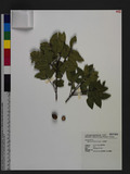 Quercus tarokoensi...