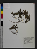 Ardisia violacea (T. Suzuki) W. Z. Fang & K. Yao j