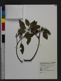 Sapium discolor (Champ. ex Benth.) Muell. -Arg. զ