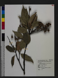 Castanopsis cuspidata (Thunb. ex Murray) Schottky var. carlesii (Hemsl.) Yamazaki