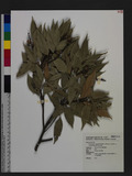 Castanopsis cuspidata (Thunb. ex Murray) Schottky var. carlesii (Hemsl.) Yamazaki