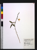 Dendrobium moniliforme (L.) Sw. ۱