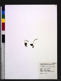 Malaxis microtatantha (Schltr.) T. Tang & F. T. Wang 小軟葉蘭