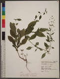 Isodon amethystoides (Benth.) H. Hara 