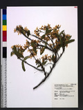 Trachelospermum formosanum Liu & Ou OW