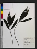 Lasianthus japonic...