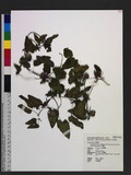 Codonopsis javanica (Blume) Miq. subsp. japonica (Maxim. ex Makino) Lammers \