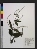 Achyranthes bidentata Blume var. japonica Miq. 饻
