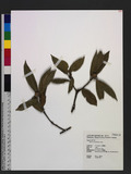 Quercus gilva Blum...
