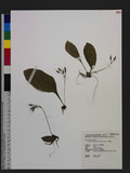 Conandron ramondioides Sieb. & Zucc. WUa