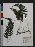 Parathelypteris angustifrons (Miq.) Ching UP