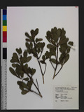 Lumnitzera racemosa Willd. V