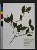Euonymus laxiflorus Champ. ex Benth. jB