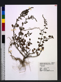 Chenopodium sp.