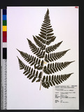 Dryopteris marginata (Wall.) Christ T