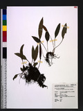 Elaphoglossum angulatum (Blume) T. Moore z޿