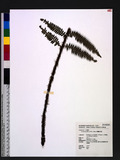 Ctenitis apiciflora (Wall.) Ching nؤ