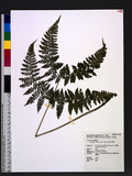 Acystopteris tenuisecta (Blume) Tagawa ʬ`N