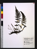Pseudophegopteris aurita (Hook.) Ching զе`