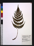 Dryopteris fructuo...