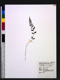Athyrium nigripes (Blume) T. Moore ܿ\